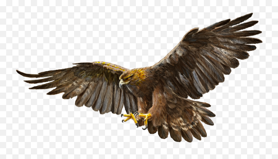 Bald Eagle Bird Golden - Golden Eagle Png,Golden Eagle Png