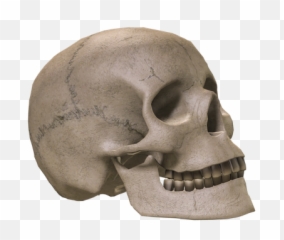 Skeleton Head Transparent - 18225 TransparentPNG