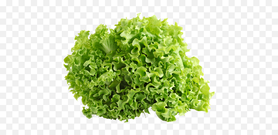 Download Hd Green Ice Lettuce - Vegetables Lettuce Curly Lettuce Png,Lettuce Png