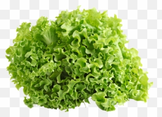 Download Hd Green Ice Lettuce - Vegetables Lettuce Curly Lettuce Png,Lettuce Png