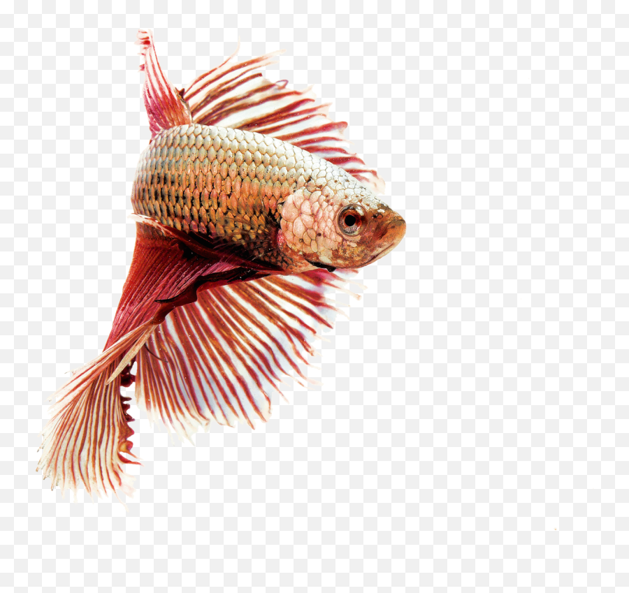 Free Image Siamese Fighting Ornamental Fish Red Transparent - Freshwater Animals Png,Goldfish Transparent Background