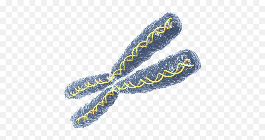 Chromosome Png 2 Image - Chromosome Image Png,Chromosome Png