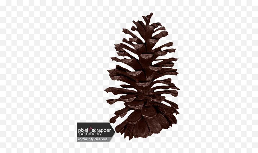 Classic Christmas - Pine Cone Graphic By Amanda Lopez Pond Pine Png,Pine Cone Png