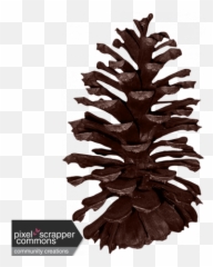 Classic Christmas - Pine Cone Graphic By Amanda Lopez Pond Pine Png,Pine Cone Png