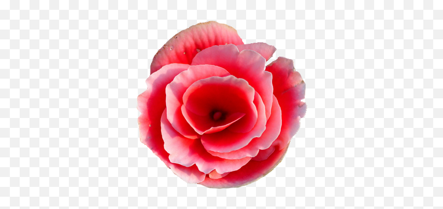 Rieger Begonia Flower Png Tumblr - Begonia Flower Japanese Camellia,Flower Png Tumblr