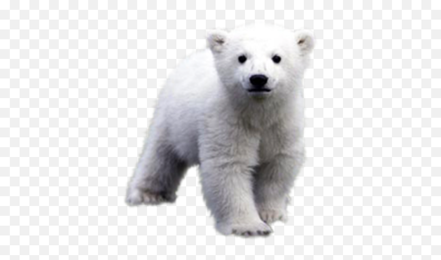 White - Transparent Background Polar Bear Png,Polar Bear Transparent Background