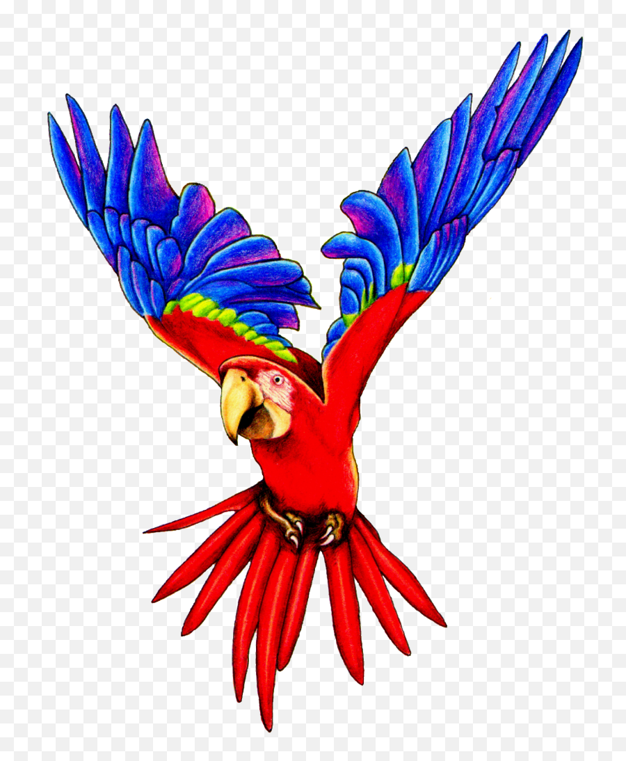 Parrot Png Transparent