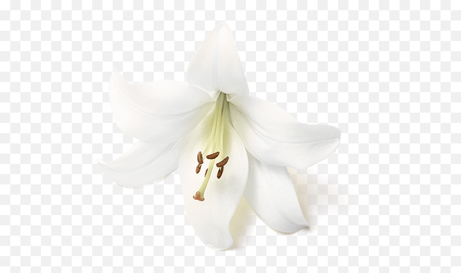 The Ritual Of Holi Shower Foam Flower - Tiger Lily Png,White Lily Png