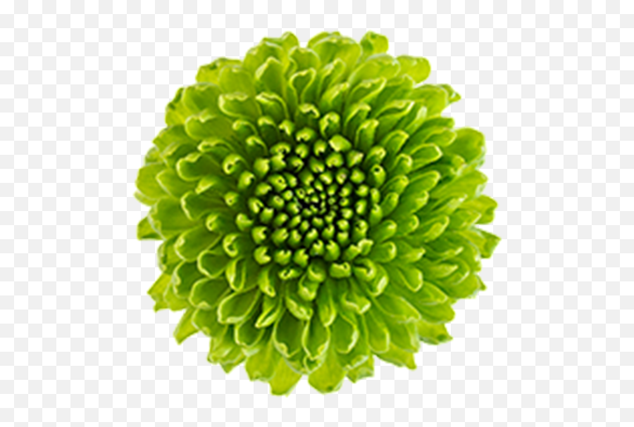 Washington Floral Service - Pompoms Green Zinnia Png,Chrysanthemum Png