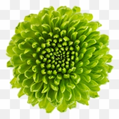 Washington Floral Service - Pompoms Green Zinnia Png,Chrysanthemum Png