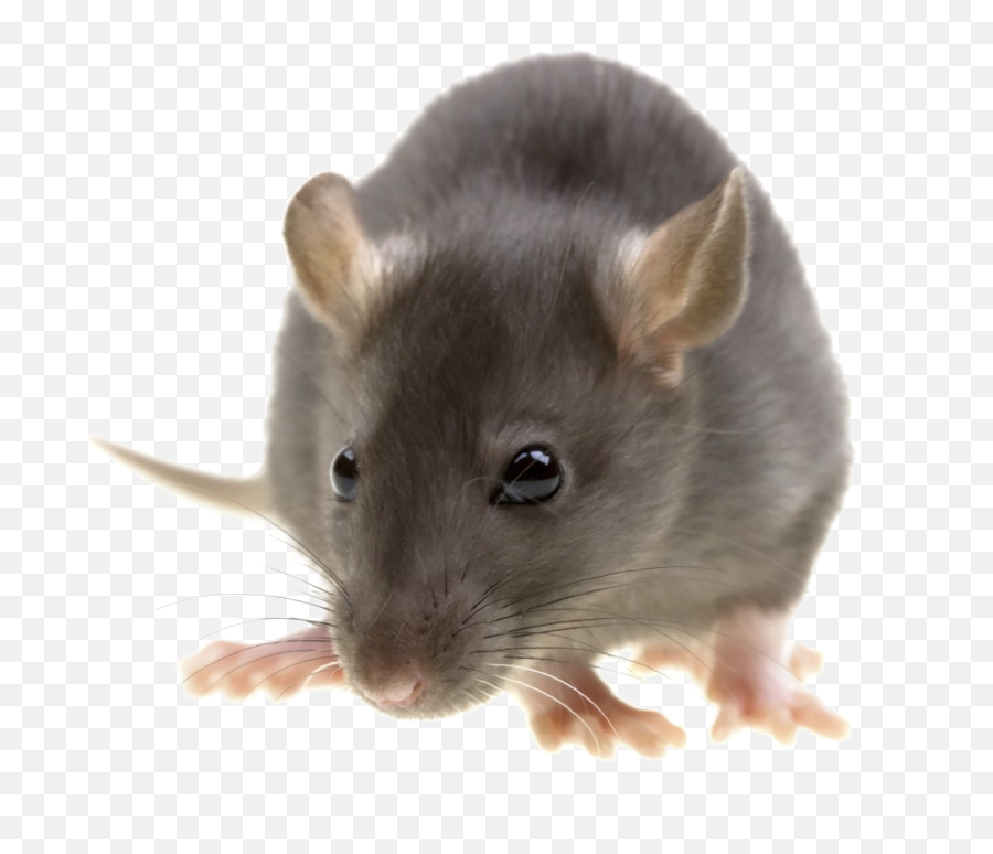 Png Image With Transparent Background - Transparent Background Rat Clipart,Rat Transparent