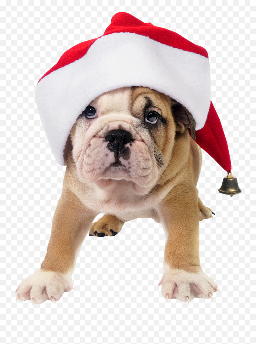 Cute Toy Picture Bulldog Hat Claus Dog - Dog Christmas Carols Png,Cute Dog Png
