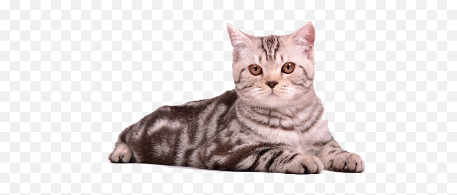Cute Cat Transparent Png - Cat Image Free Download,Cute Cat Transparent