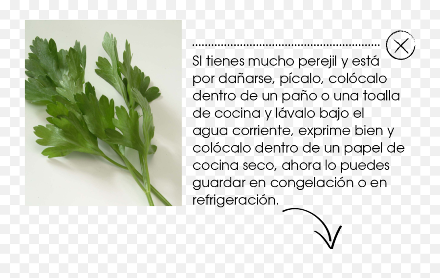 Perejil Png - Parsley 1858529 Vippng Coriander,Parsley Png