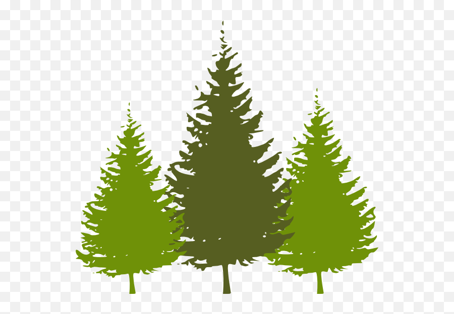 Free Redwood Tree Png Download - Redwood Trees Clip Art,Redwood Tree Png