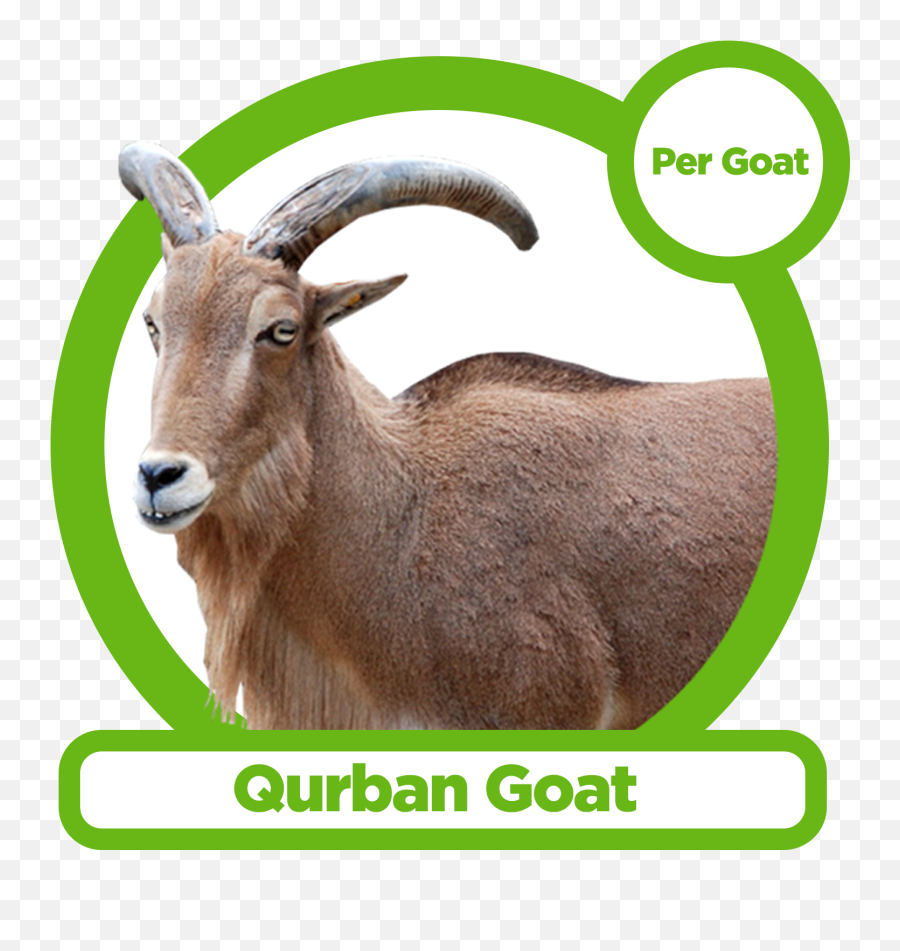 Qurban Goat - Goat Png,Goats Png