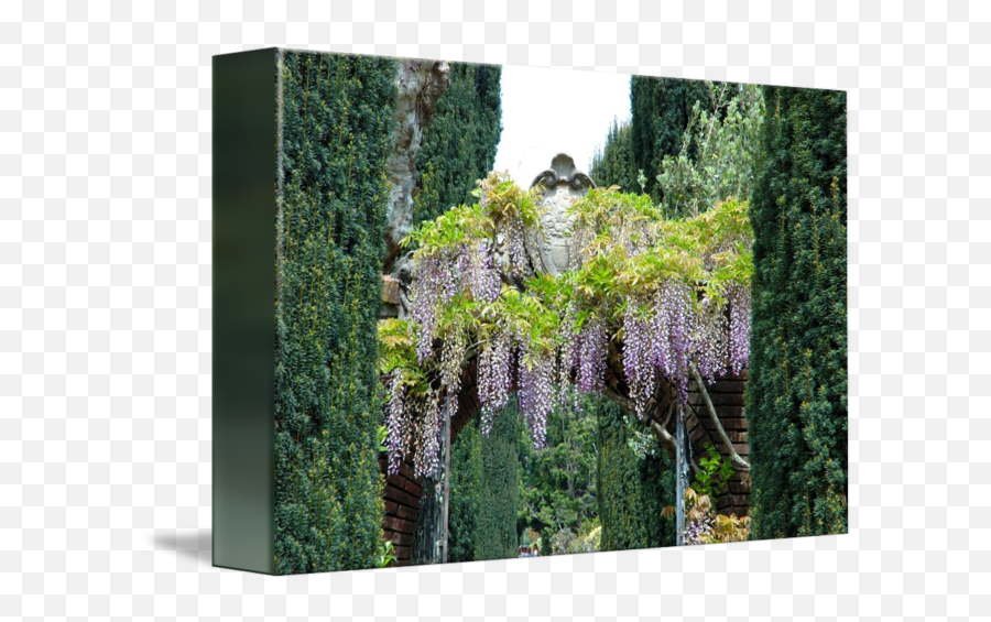 Wisteria Arch By Bob Fike - Vertical Png,Wisteria Png