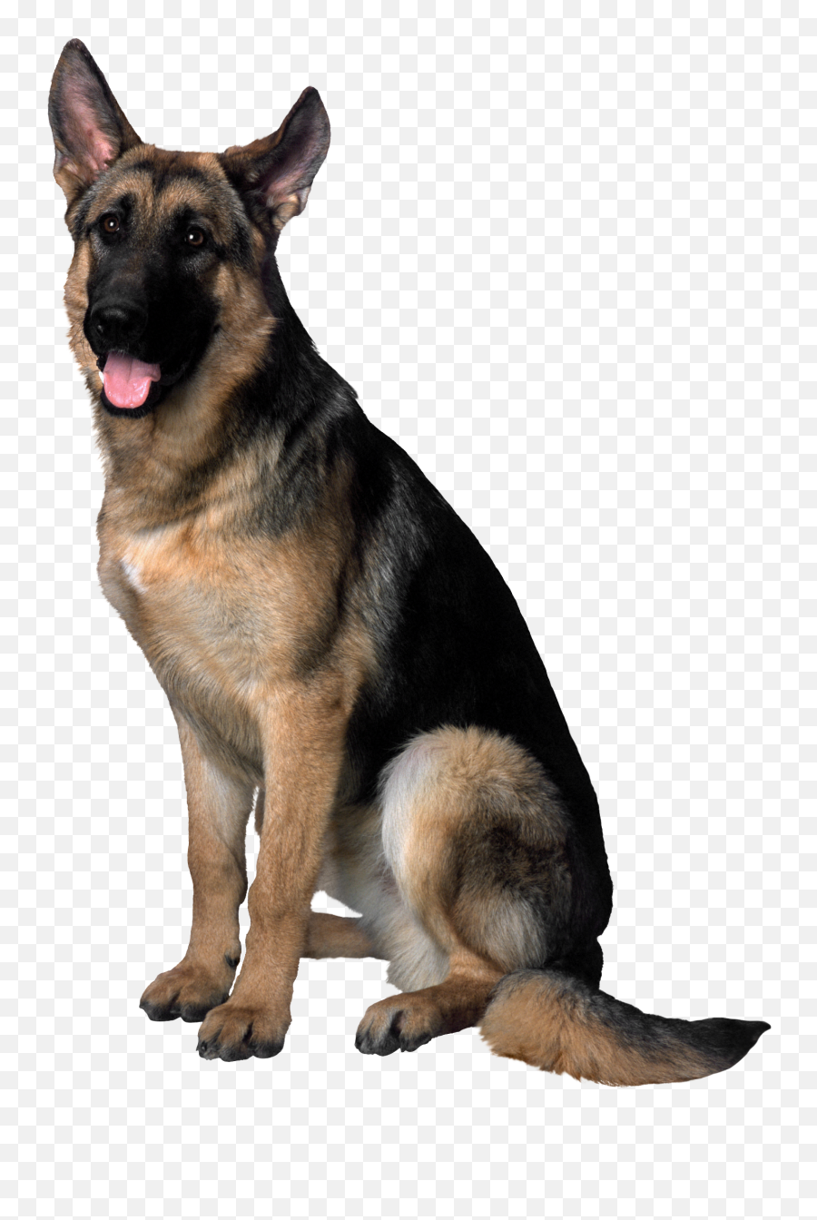 Dog Transparent Png Collections - German Shepherd Transparent Background,Snapchat Dog Filter Transparent