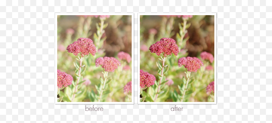 Adobe Photoshop Elements 12 Review Digital Scrapper Blog - Photoshop Before And After Flowers Png,Photoshop Puppet Warp Icon