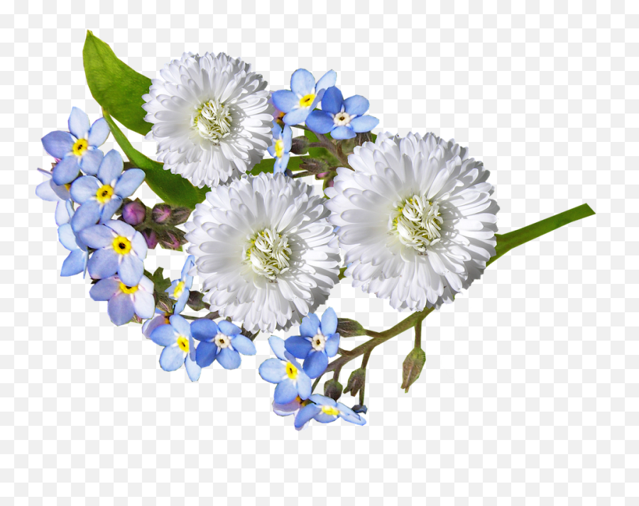 Download Daisy White Blue Flowers - Blue And White Flowers Png,Blue Flowers Png