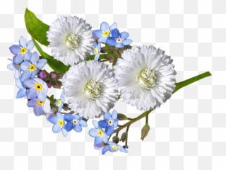 Download Daisy White Blue Flowers - And Png
