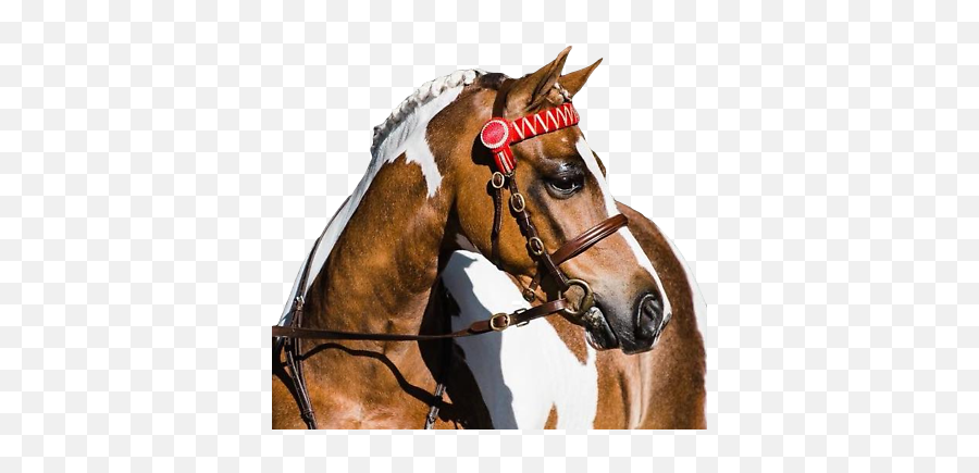 Whitehorse Equestrian Bridle In Hand Show Raised Leather U0026 Butterfly Lead Oak Ebay - Halter Png,Used Custom Icon Flight Dressage Saddle