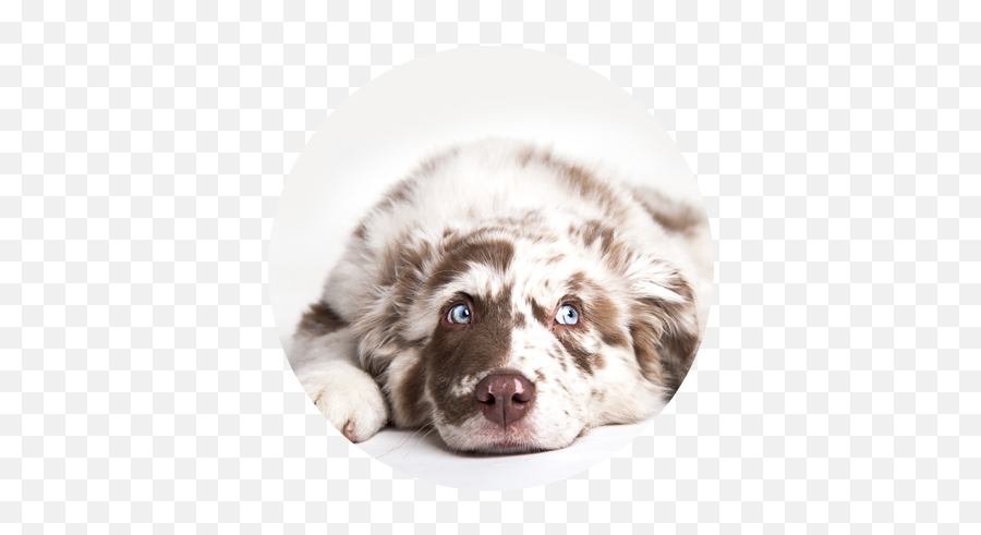 Licensed Veterinarian Peaceful Pet Passing - Happy National Dog Day 2020 Png,Australian Shepherd Icon