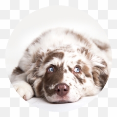 Licensed Veterinarian Peaceful Pet Passing - Happy National Dog Day 2020 Png,Australian Shepherd Icon
