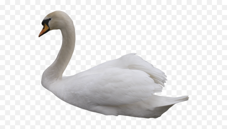 Kuu Png Resimleri Ücretsiz Indirmek Için Kullanlabilir - Swan Transparent Background,Swan Png