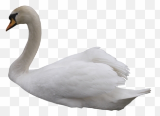 Kuu Png Resimleri Ücretsiz Indirmek Için Kullanlabilir - Swan Transparent Background,Swan Png