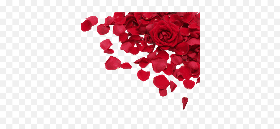 Download Roses Petals - Red Rose Rose Petals Png,Red Rose Png