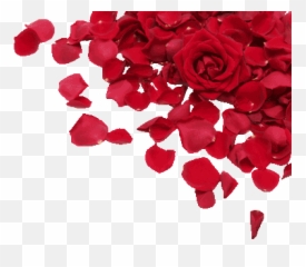 Download Roses Petals - Red Png