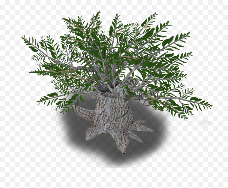 Download Olive Tree - Olive Png,Olive Tree Png