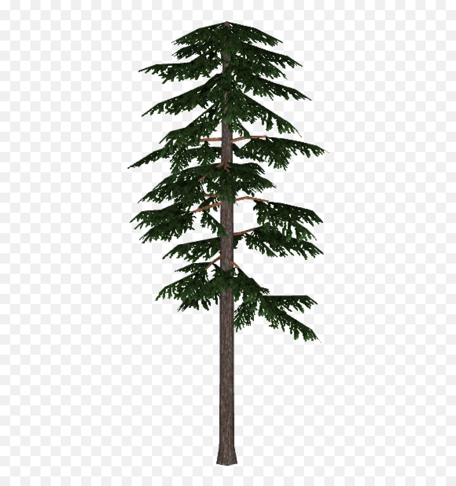 Pine Png And Vectors For Free Download - Dlpngcom Scots Pine Tree Png,Snow Trees Png