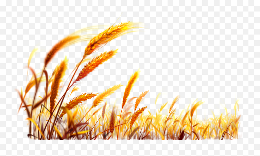 Desktop Wallpaper Harvest - Happy Baisakhi Images 2020 Png,Wheat Transparent Background
