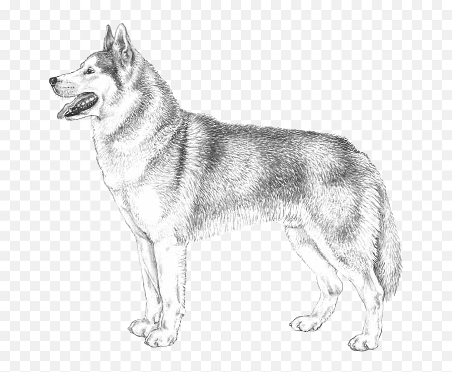 Husky Png - Czechoslovakian Wolfdog,Husky Png