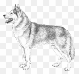 Husky Png - Czechoslovakian Wolfdog,Husky Png