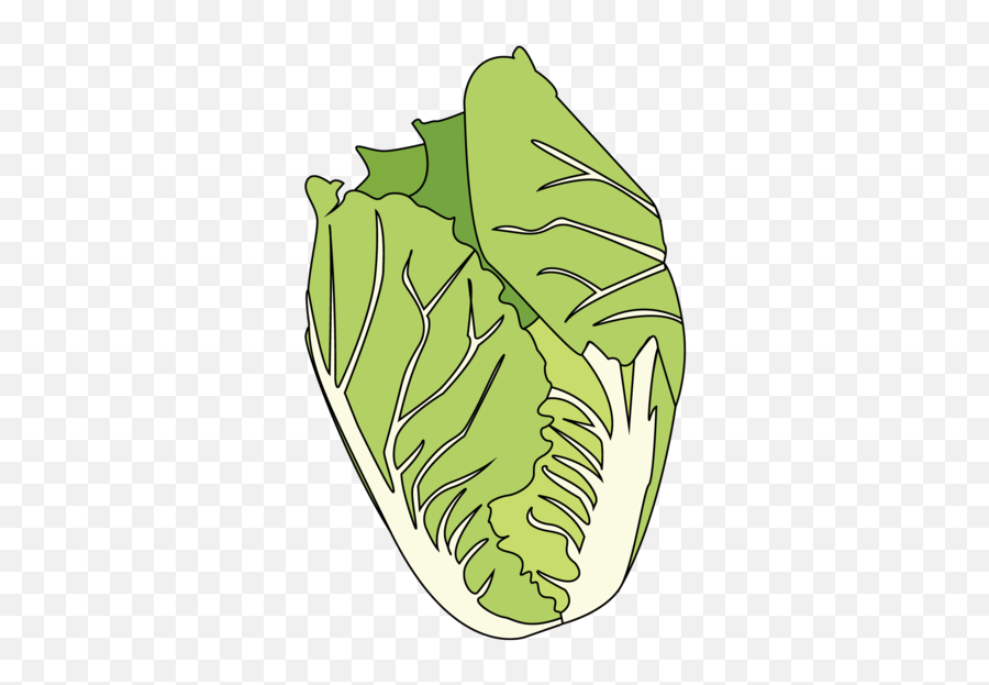 Cabbage Lifespace Gardens - Illustration Png,Cabbage Transparent