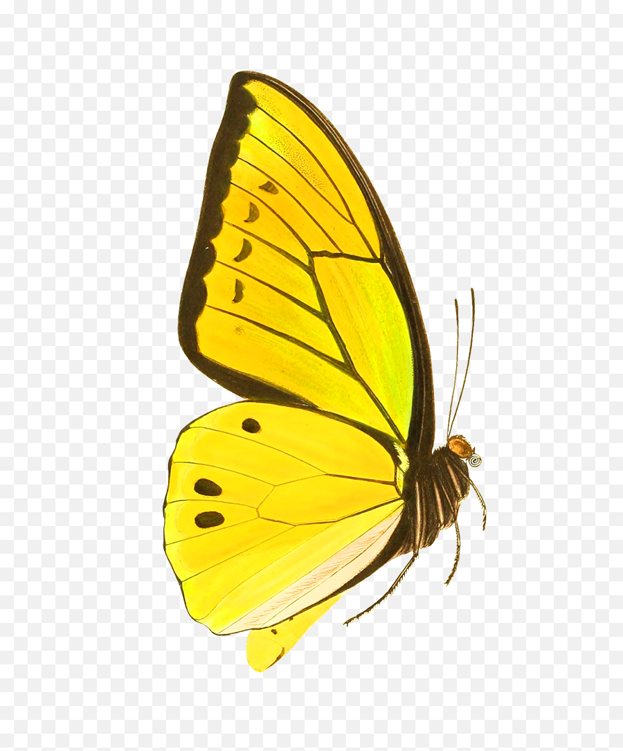 Butterfly Clipart - Yellow Real Butterfly Png,Yellow Butterfly Png