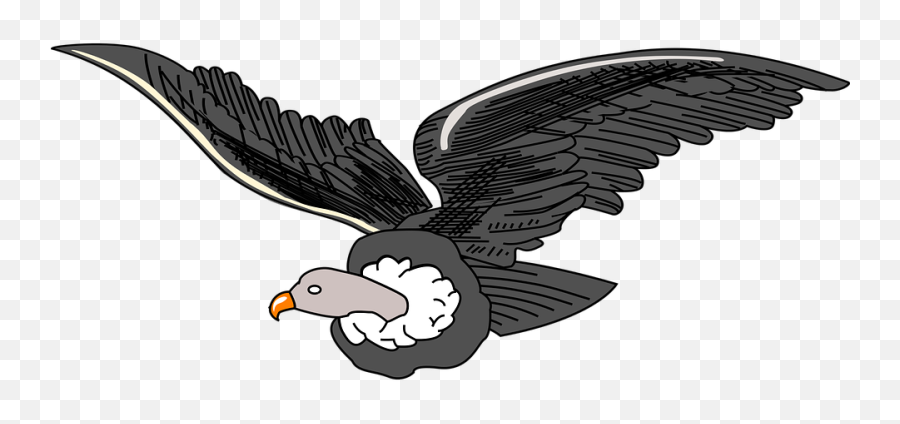 Andean Animal Bird - Free Vector Graphic On Pixabay Ecuador Coat Of Arms Png,Vulture Png