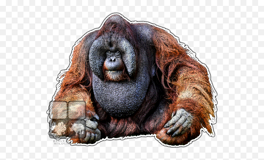 Chimp Drawing Orangutan Picture - Orangutan Art Png,Orangutan Png