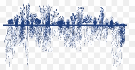 Download Roeslein Alternative Energy - Root System PNG Image Transparent