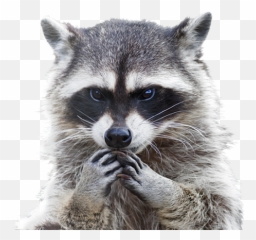 Png Raccoon Picture
