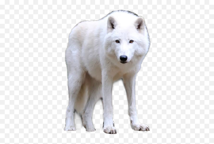 Lobo Albino Wolf Omega Sticker By Roxy - Big Wolf Png,Wolf Transparent Background