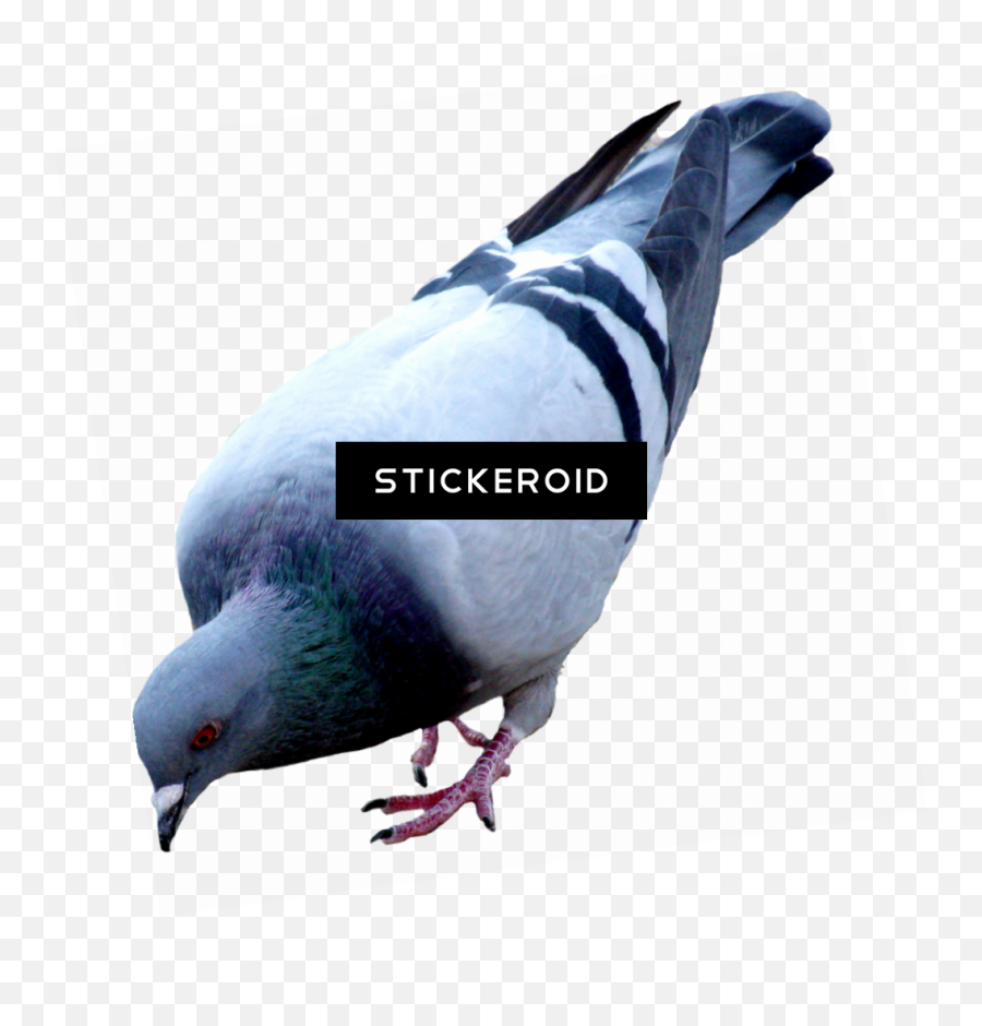 Download Pigeon Birds - Pigeon Png,Doves Png