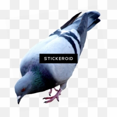 Download Pigeon Birds - Pigeon Png,Doves Png
