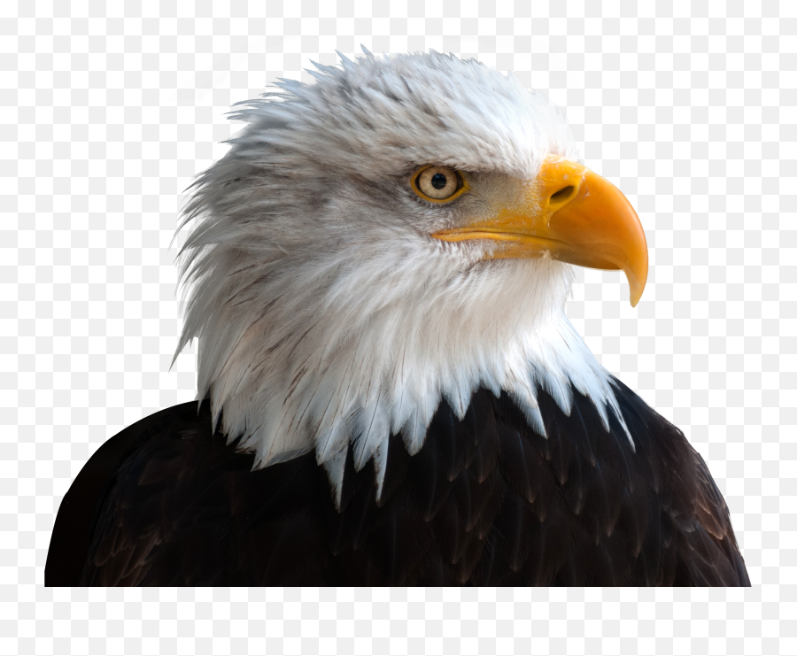 Download Free Png Eagle Image - Purepng Free Transparent Background Eagle Png,Fly Transparent Background