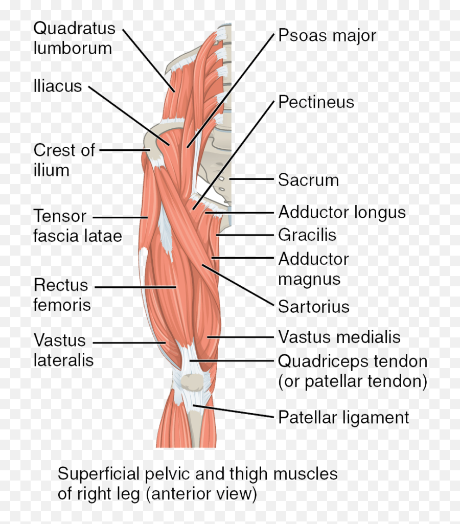 Muscles Of The Hips And Thighs Human Anatomy - Anterior Muscles Of The Thigh Png,Muscle Png