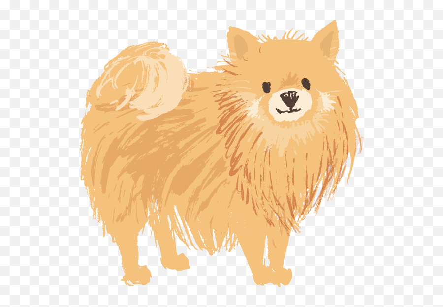 Pomeranian Png Image With No Background - Pomeranian Png,Pomeranian Png