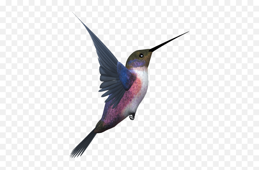 Hummingbird Png - Transparent Flying Bird Png,Hummingbird Png